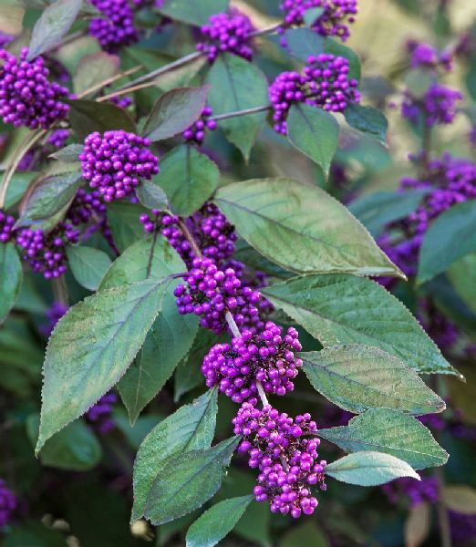 Callicarpa bodinieri giraldii 'profusion'